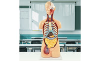 Torso Model with Removable Organs Anatomically Correct Physical Torso Model Hand Painted for Teachers, Students, Classroom