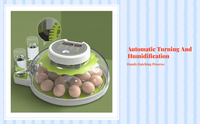 Egg Incubator, Auto Temp & Humidity, Hatching Birds