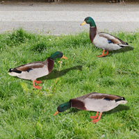 3mm Acrylic Double-Sided Printed Duck Yard Art Mirror Wall Sticker