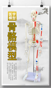 85CM人体骨骼带神经带椎间盘模型 骨架附肌肉起止点着色模型 神经