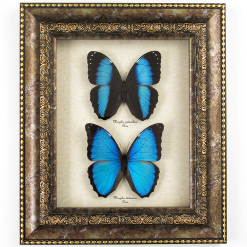 Shadow Box Wall Decor, Deep Shadow Box Butterfly Art, Ornate Picture Frame, Vintage Display Box, Entomology Collector Gift
