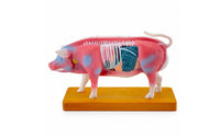 Pig Therapeutic Point Training Model Model Training Animal Therapeutic Point Training Model Structural Model Educational for Veterinarians