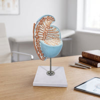 Human body part Model Detailed body part Model Realistic for Teachers, Doctors, Classroom, Health Center