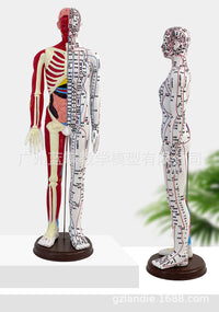 Human Acupuncture Model with Half Skin Half Muscle, 60cm