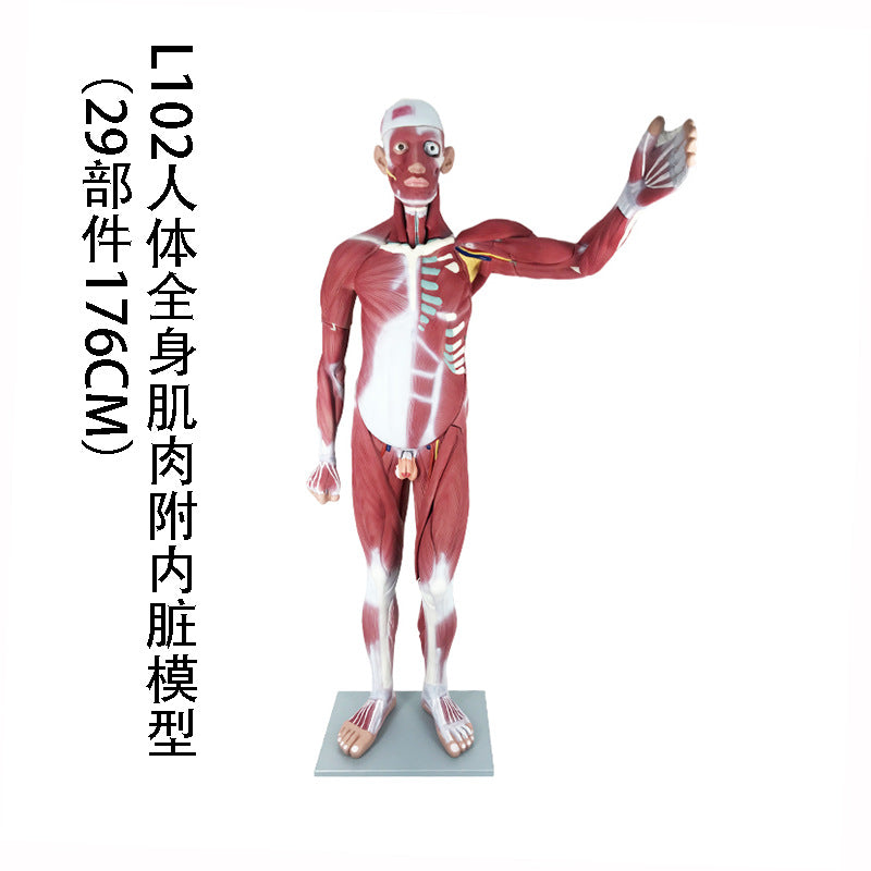L102 Muscle W Organs