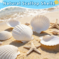 20 Large Scallop Shells for Crafts