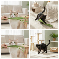Interactive Cat Teaser with Bean Pods Lightweight Cat Teaser Wand Toy Natural Long-Lasting for Indoor Play, Bonding Time