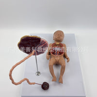 胎儿血液循环模型 出生婴儿脐带胎盘模型 婴儿内脏 可拆卸组装