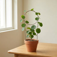 Indoor Plant Trellis, 30cm Heart Stainless Steel Trellis for Climbing Plants, Metal Plant Support for Vining Houseplants