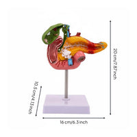 Digestive System Pathology Model Display Pancreas Duodenum Gallbladder Model PVC Material Teaching Aid for Physician's Office