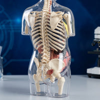 Transparent Pregnant Woman Anatomy Model for Medical Education