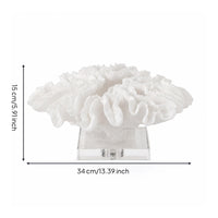 Coral Sculpture with Acrylic Base Textured Coral Ornament Modern for Office