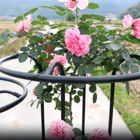 Third Generation Plant Climbing Frame Umbrella Type for Roses, Thickened Garden Support, Iron Pipe with Plastic Coating