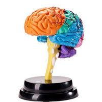 Yigao Science Toy Human Organ Model Disassembled Brain Puzzle