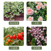 伞形植物花架月季金银花爬藤架铁线莲阳台户外庭院固定支撑杆