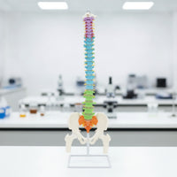 Human Skeleton Model Demonstration Skeleton Model with Stand Educational for Medical Students, Teachers, Classroom, Scientific Workspace, Office