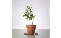 Artificial Mango Branch Tall Authentic with Realistic Leaves
