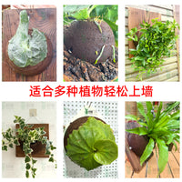 轻壤鹿角蕨上板球平替水苔球蝴蝶兰碳绵基质植物墙板植球免搓水苔
