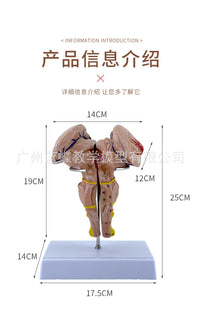 Magnified Brainstem Model with Midbrain, Pons, Medulla, Diencephalon and Cranial Nerves