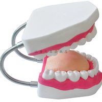 牙科口腔模型6倍放大刷牙模型 带舌头牙齿模型幼儿园儿童教学刷牙