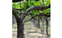 Wrought Steel Avian Swing Portable Metal Frame Bird Swing Easy to Hang Garden Decor for Hummingbirds, Outdoor, Backyard