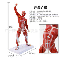 人体浅层肌肉解剖 肌肉人 躯干解剖模型50CM人体全身肌肉解剖模型