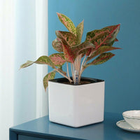 Plant Pots for House Plants and Indoor Plants, Self Watering Square Indoor Plant Pot, White Flower Pots for Floor Standing, Green Plant Pot Use
