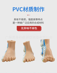 正常足 扁平足 弓型足 模型 足部病理模型人体足部肌肉解剖模型