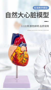 1:1人体心脏解剖模型 B超彩超可拆卸自然大心脏医学教学模型