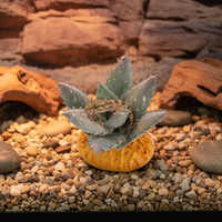 Artificial Succulent Reptile Terrarium Decor Plant