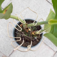 Plant Support Stakes for Monstera, Bird of Paradise, and Other Plants