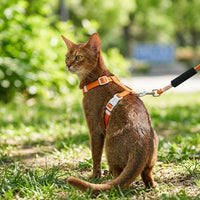 Kitten Harness and Cat Leash Set, H-Style Polyester Travel Harness with Buckle, 150cm Kitten Leash for Outdoor Cat Pet Walking Adjustable Fit