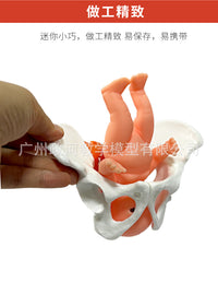 小型可活动女性小骨盆迷你小盆骨产后康复人体骨骼教具模型