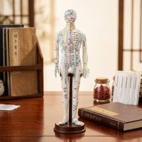 TCM Training Model Clear Labels Full Body Needle Therapy Figure for Classroom