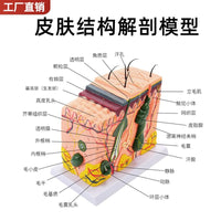 皮肤结构解剖模型教学组织层次立体构造 微整形缝合 美容医学模型