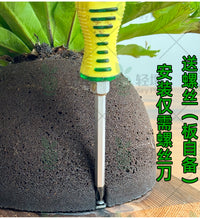 轻壤鹿角蕨上板球平替水苔球蝴蝶兰碳绵基质植物墙板植球免搓水苔