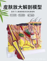 皮肤结构解剖模型教学组织层次立体构造 微整形缝合 美容医学模型