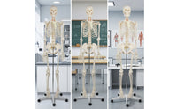 Human Skeleton Model Full-Body Skeleton Model with Stand Structural for Medical Students, Teachers, Classroom, Research Facility