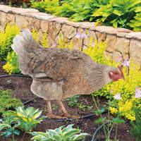 Acrylic Chicken Yard Art, Double-Sided Garden Stake for Outdoor Decor
