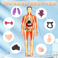 Human Body Structure Model with Organs and Skeleton for Educational Toy