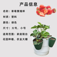 种植盆栽莓育苗莓盒器繁殖根茎杯可匍匐茎移栽生根生根花盆落地式