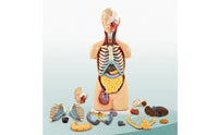 Torso Model with Removable Organs Anatomically Correct Physical Torso Model Hand Painted for Teachers, Students, Classroom