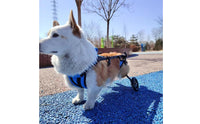 Lightweight Design Hind Leg Dog Wheelchair Allows Pet to Relieve Itself Adjustable Dog Wheelchair for Disabled Pets