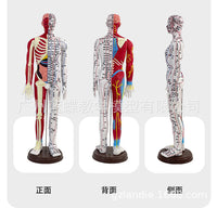 Human Acupuncture Model with Half Skin Half Muscle, 60cm