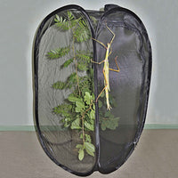 Foldable Black Insect Rearing Cage with Observation Window