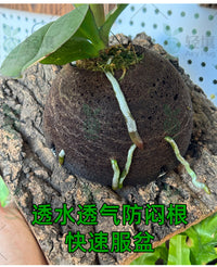 轻壤鹿角蕨上板球平替水苔球蝴蝶兰碳绵基质植物墙板植球免搓水苔