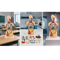 Torso Model with Removable Organs Anatomically Correct Physical Torso Model Hand Painted for Teachers, Students, Classroom