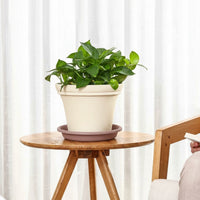 Plant Pots for House Plants with Self Watering, Durable Coffee Plastic Tall Planter, Outdoor Herb Planter, Large Rectangular Flower Pots