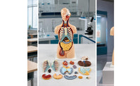 Torso Model with Removable Organs Anatomically Correct Physical Torso Model Hand Painted for Teachers, Students, Classroom