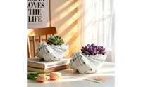 Conch Shell Planter Decorative Succulent Planter Beach Themed